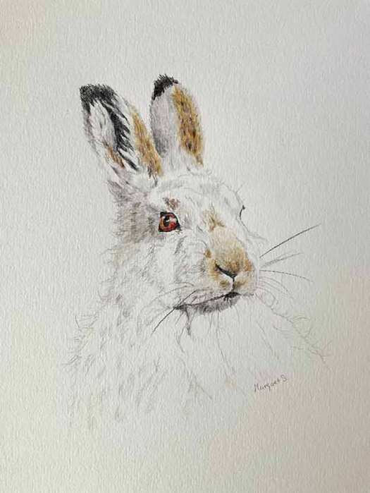 Mountain Hare - in watercolour pencils