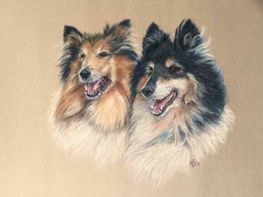 Shelties -pastel