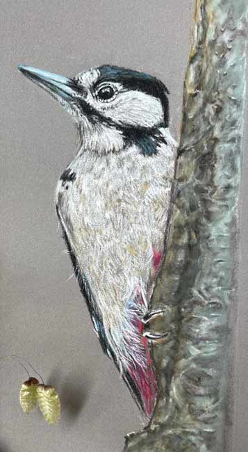 Nuthatch  by Angela Crockatt